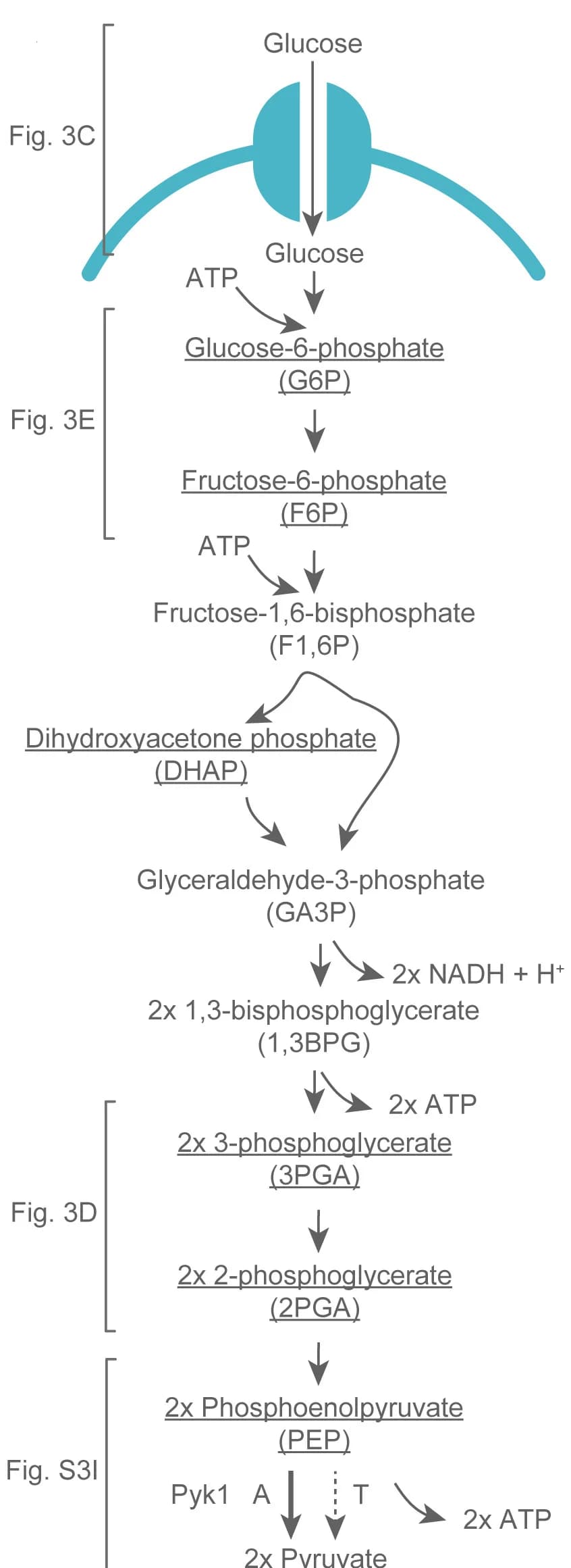 Open access visualization of Workflow, Flowchart, Illustration, Glycolysis, Plasma Membrane