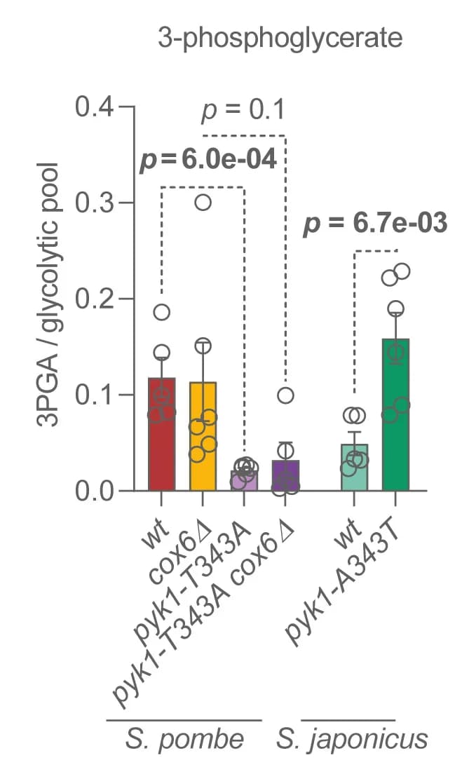 Open access visualization of Bar Plot, Error Bars, Scatter Plot, 3-Phosphoglycerate, Glycolytic Intermediates