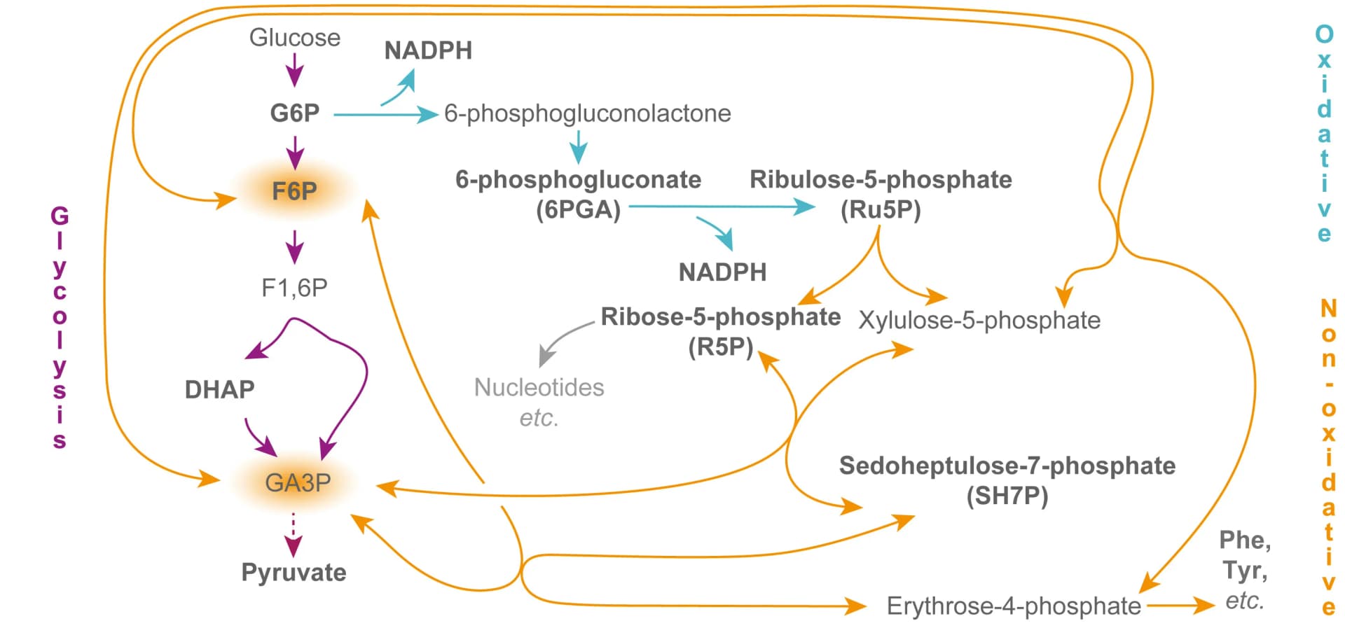 Open access visualization of Workflow, Flowchart, Pentose Phosphate Pathway, Glycolysis, Metabolites