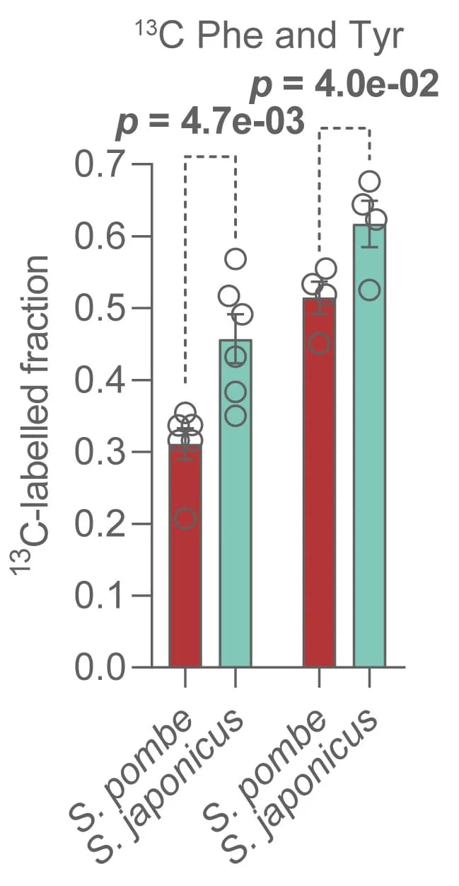 Open access visualization of Bar Plot, Error Bars, Scatter Plot, 13C-labeled phenylalanine, 13C-labeled tyrosine