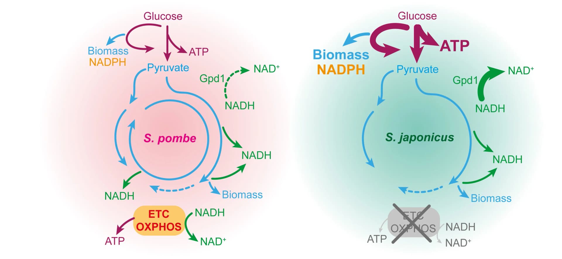 Open access visualization of Workflow, Flowchart, Illustration, Electron Transport Chain, Oxidative Phosphorylation