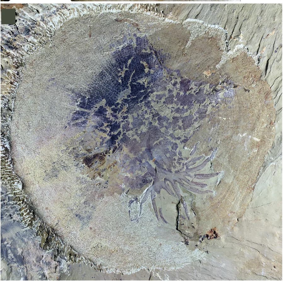 Open access visualization of Photo, Photograph, Drawing, Part, Counterpart