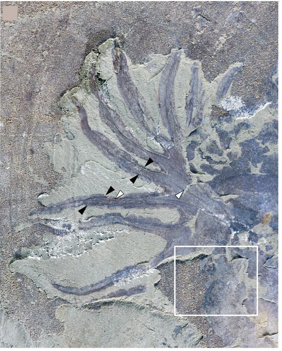 Open access visualization of Photo, Tentacles, Part, Counterpart