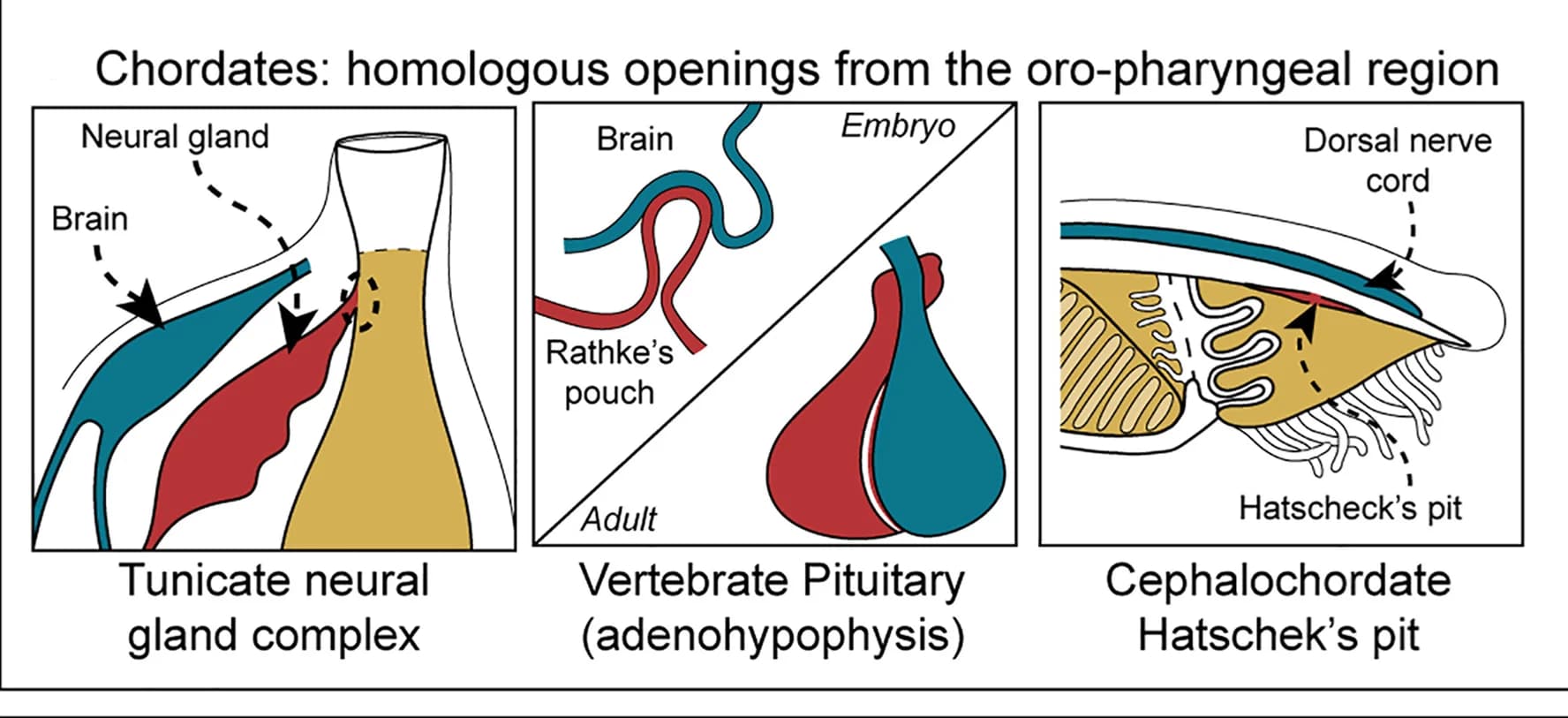 Open access visualization of Illustration, Tunicates, Vertebrates, Cephalochordates, Dorsal Tubercle