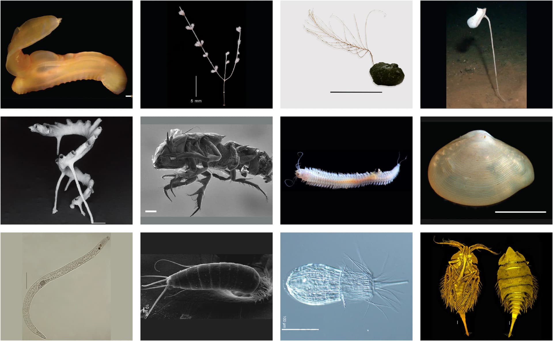 Open access visualization of Microscopy, Photo, Sea Cucumber, Primnoid Coral, Antipatharian Coral