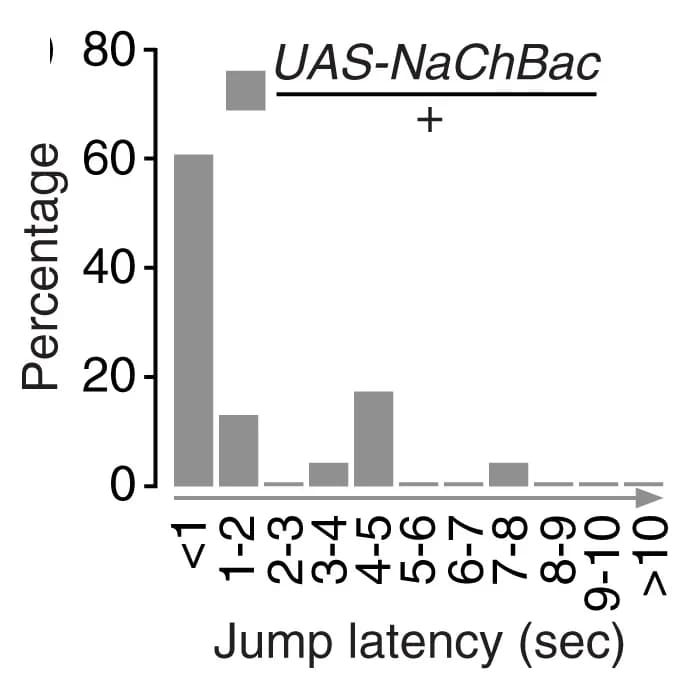 Open access visualization of Bar Plot, Histogram, Flies, Jump Latency, Hot Plate