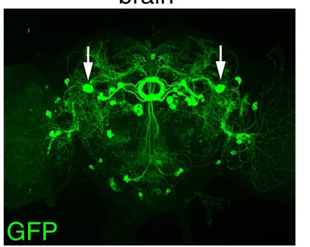 Open access visualization of Microscopy, Epi-Gal4-1, Epi-Gal4-2, Brain, VNC