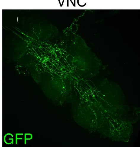 Open access visualization of Microscopy, Epi-Gal4-1, Epi-Gal4-2, Brain, VNC