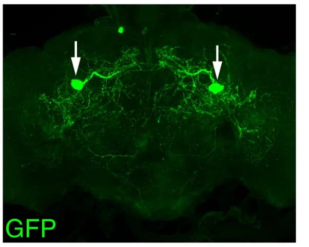Open access visualization of Microscopy, Epi-Gal4-1, Epi-Gal4-2, Brain, VNC