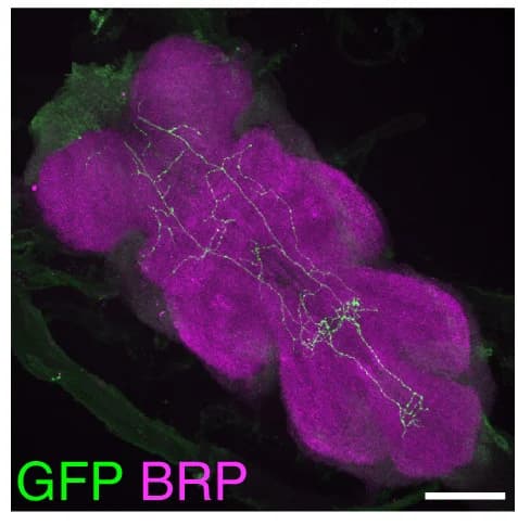Open access visualization of Microscopy, Epi-Gal4-1, Epi-Gal4-2, Brain, VNC