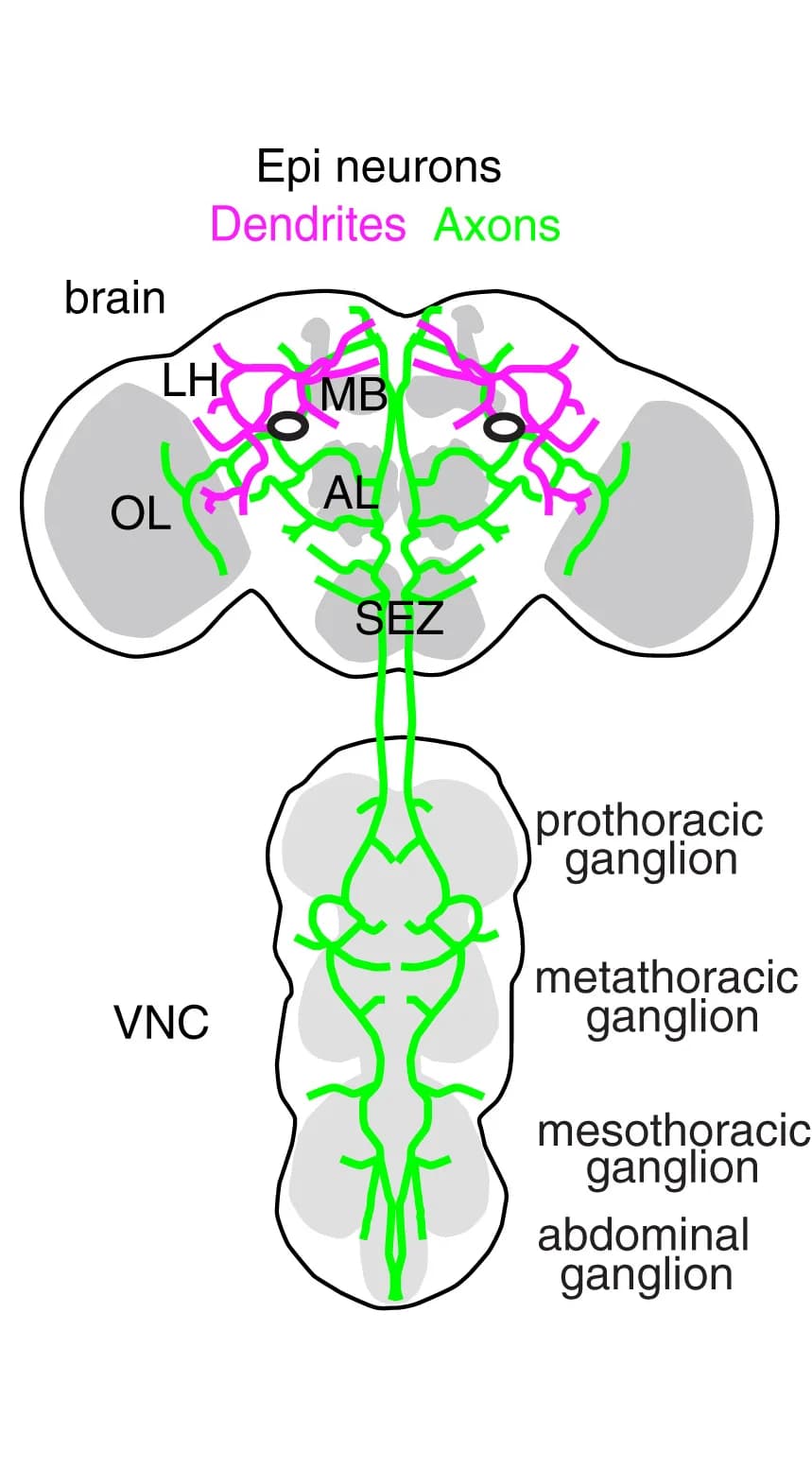Open access visualization of Illustration, Dendrites, Axons, Cell Bodies, Epi Neurons