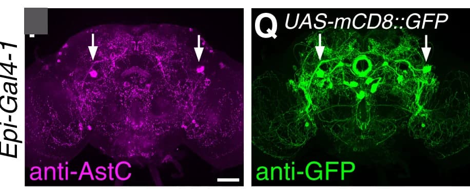 Open access visualization of Microscopy, Adult Brains, anti-AstC, anti-GFP, Epi-Gal4-1