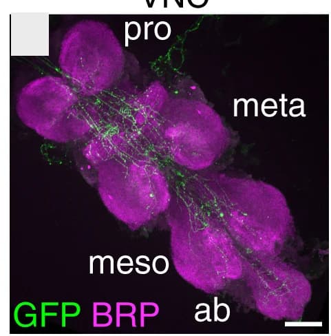 Open access visualization of Microscopy, Adult Brains, anti-AstC, anti-GFP, Epi-Gal4-2