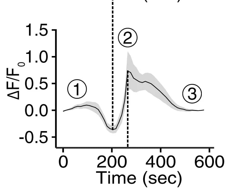 Open access visualization of Line Plot, Error Bars, GCaMP6f Signals, Temperature Ramp, Tetrodotoxin