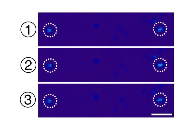 Open access visualization of Microscopy, GCaMP6f Signals, Epi Neurons, Ca2+ Imaging