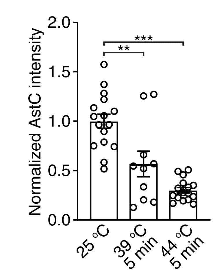 Open access visualization of Bar Plot, Scatter Plot, Error Bars, Anti-AstC Signals, Epi Neurons