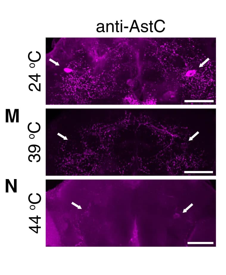 Open access visualization of Microscopy, Anti-AstC Signals