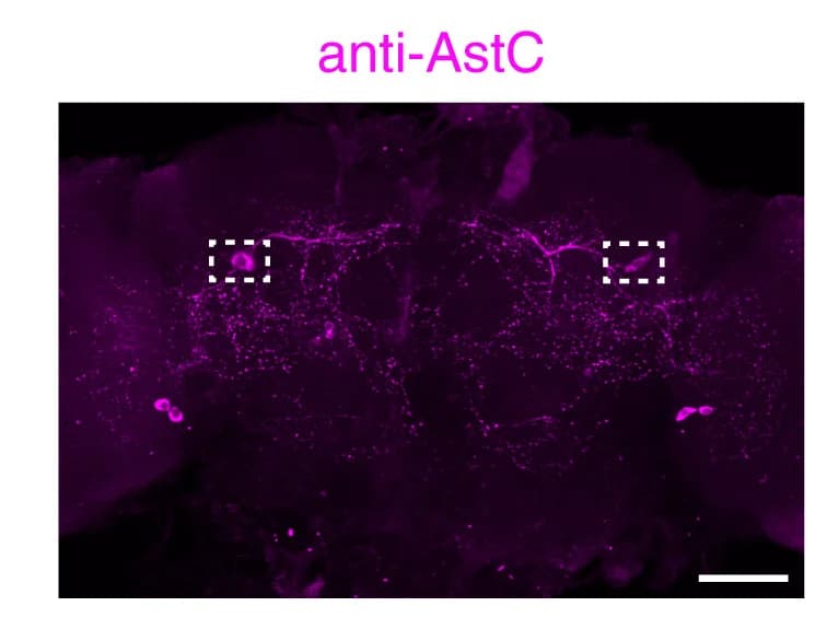 Open access visualization of Microscopy, Rabbit anti-AstC, Scale bar