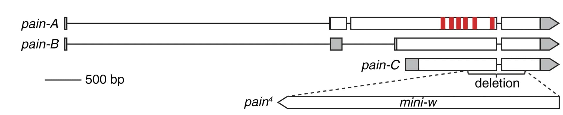 Open access visualization of Illustration, Gene Structure, Schematic, Wild-type pain gene, pain4 mutant