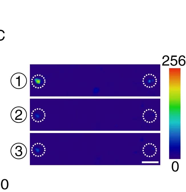 Open access visualization of Heatmap, GCaMP6f Signals, Epi Neurons, Ca2+ imaging, Scale bar