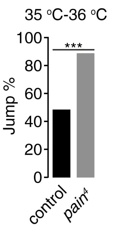Open access visualization of Bar Plot, Error Bars, Jump Percentages, Control Flies, pain4 Flies
