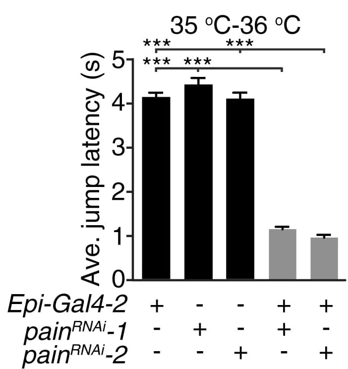 Open access visualization of Bar Plot, Error Bars, RNAi Knockdown, Epi Neurons, Jump Latencies