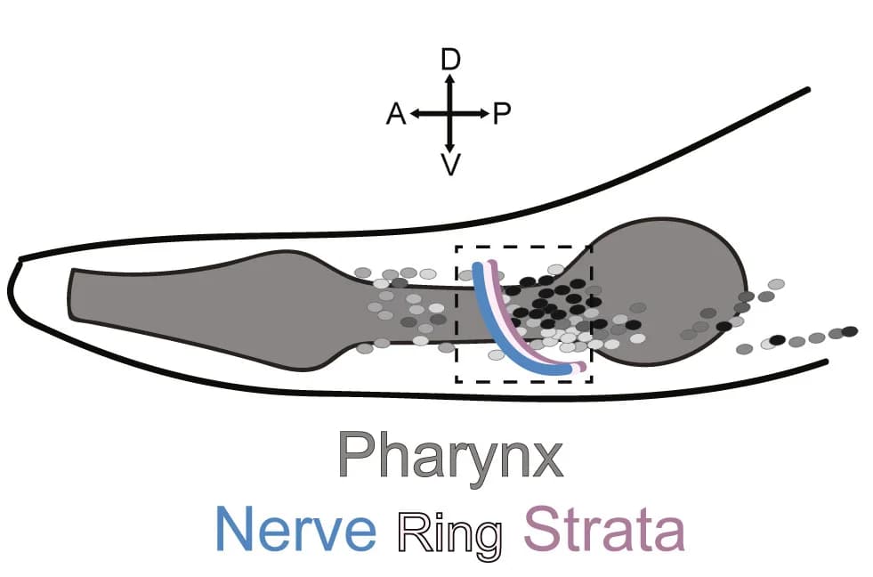 Open access visualization of Illustration, C. Elegans, Anterior, Nerve Ring, Neuronal Cell Bodies