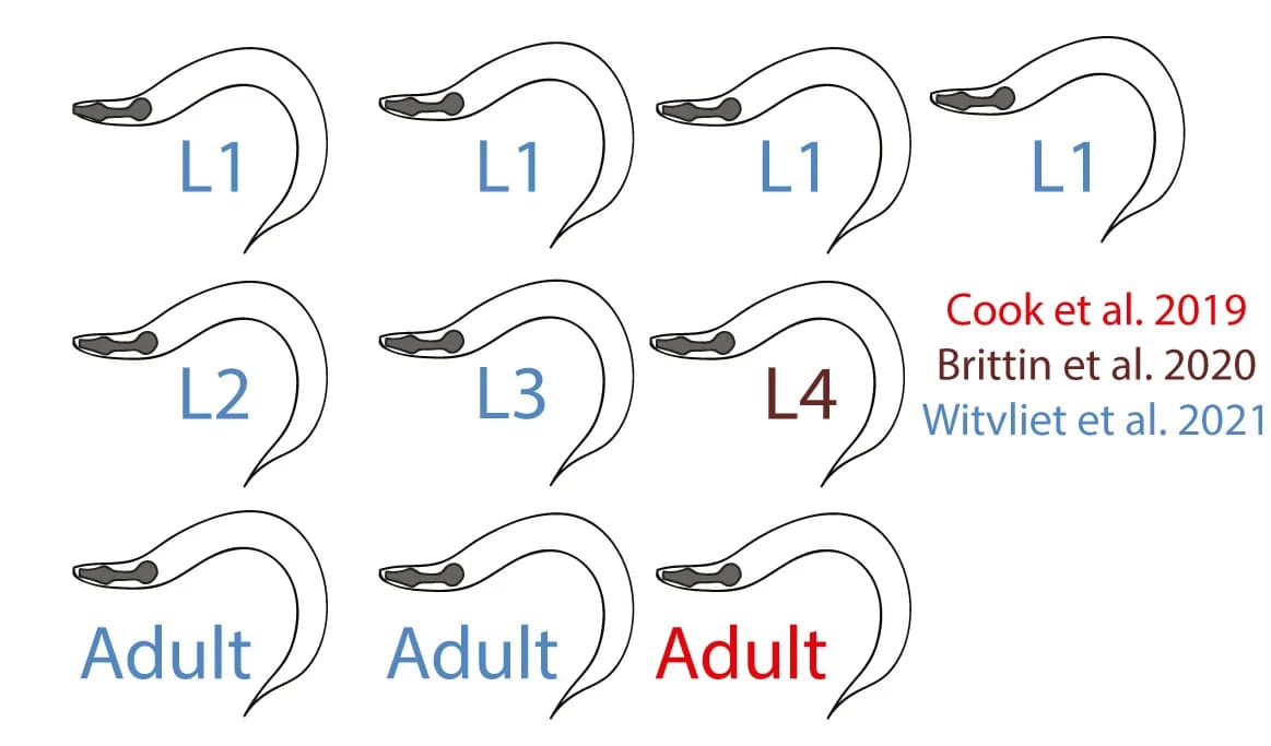 Open access visualization of Illustration, EM Reconstruction, Development, Animal