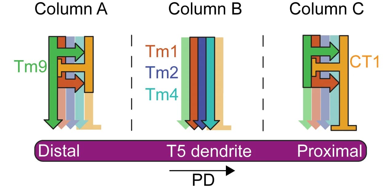 Open access visualization of Illustration, Workflow, T5 Dendrite, Synapse Distribution, Columnar Neurons