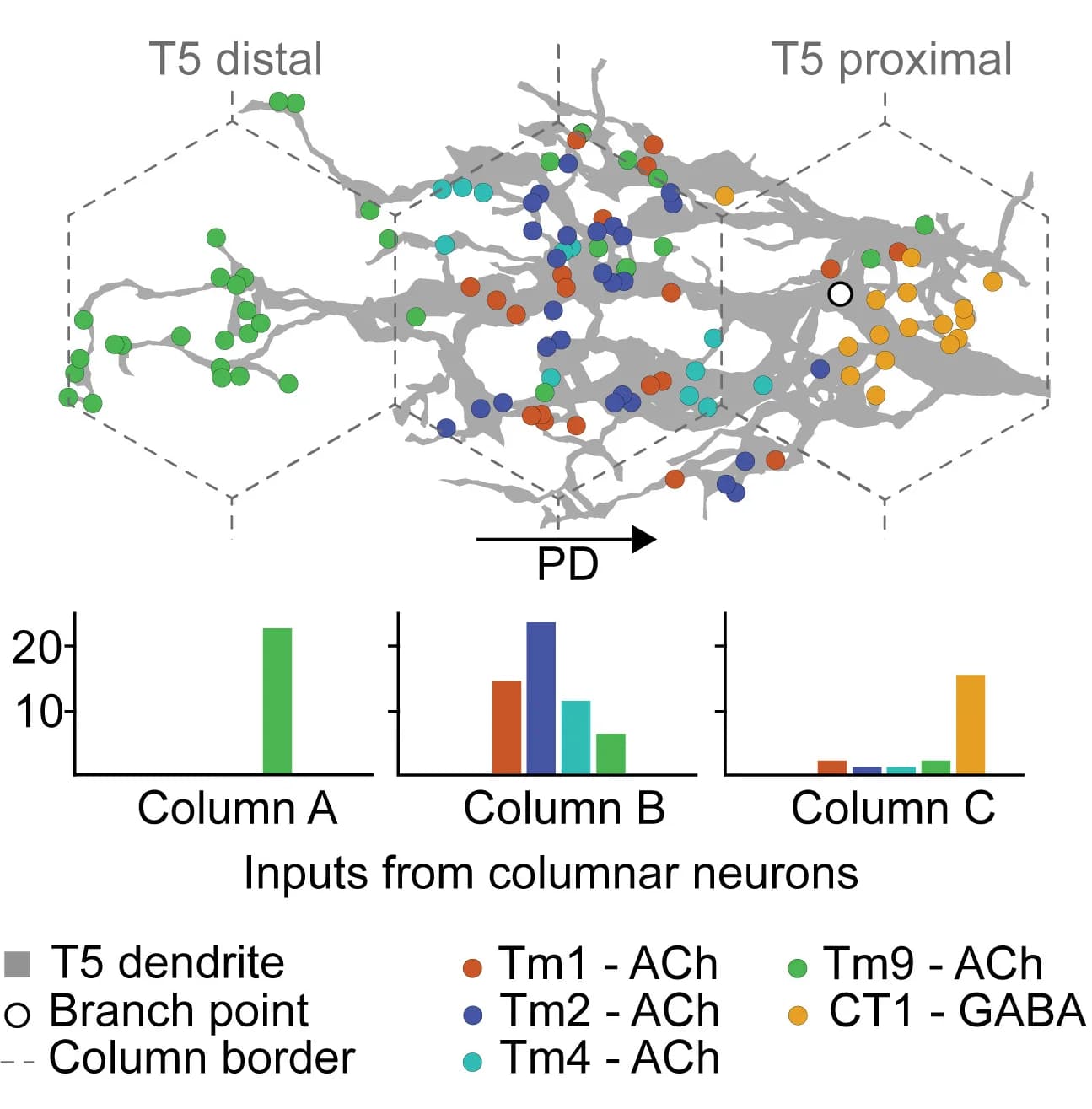 Open access visualization of Bar Plot, Scatter Plot, Illustration, Synaptic Input Distribution, T5 Dendrite