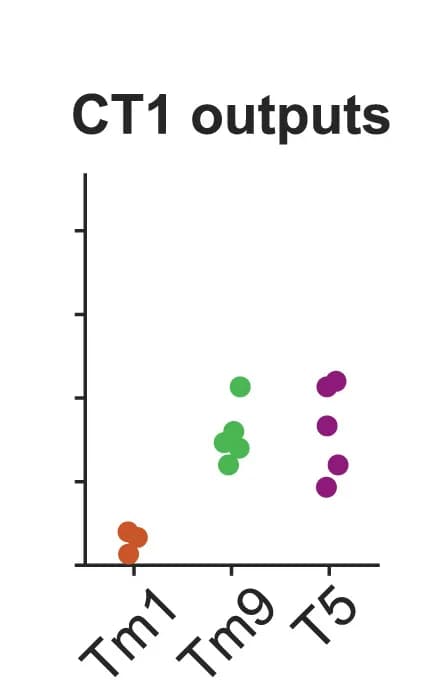 Open access visualization of Scatter Plot, Synaptic Connectivity, T5, Major Inputs, Flywire