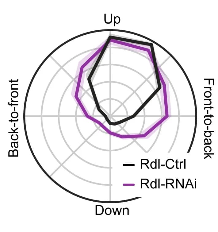 Open access visualization of Radar Chart, Directional Tuning Curves, T4/T5-Gal4, UAS-Rdl-RNAi Flies