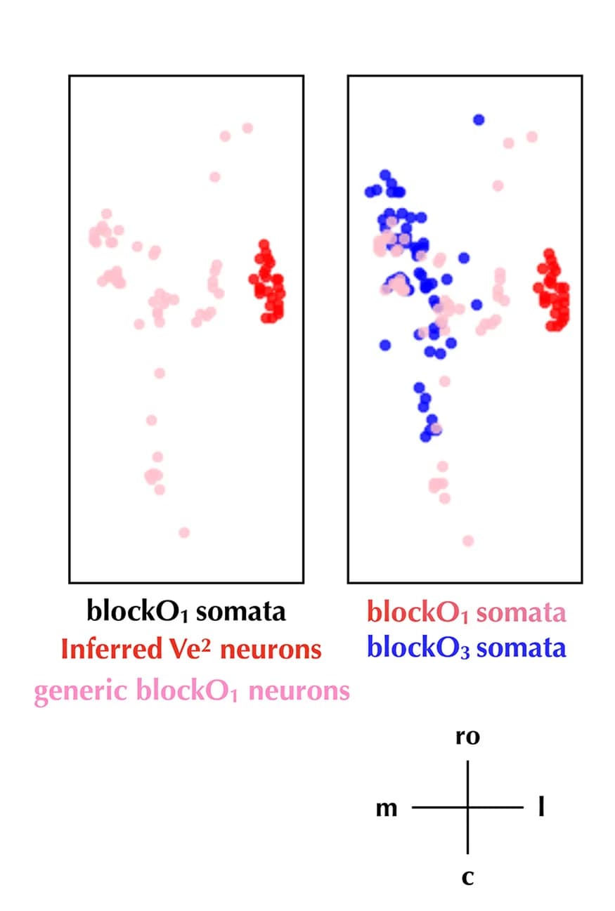 Open access visualization of Scatter Plot, Soma distribution, blockO1, blockO3, Ve2 neurons