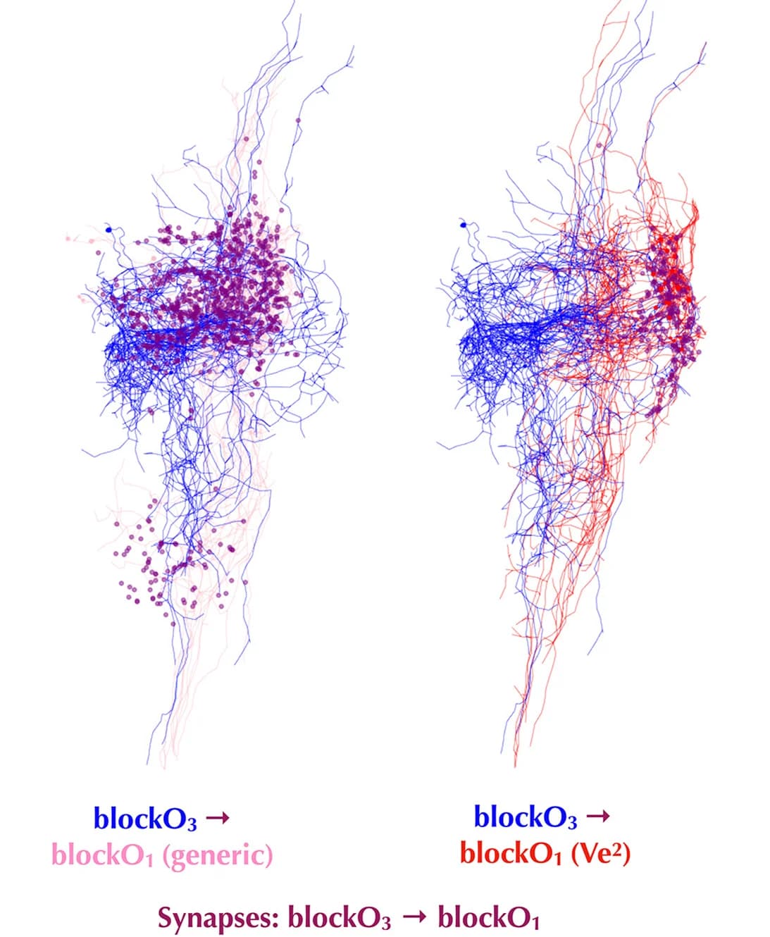 Open access visualization of Scatter Plot, Line Plot, Network, Synapse, blockO3