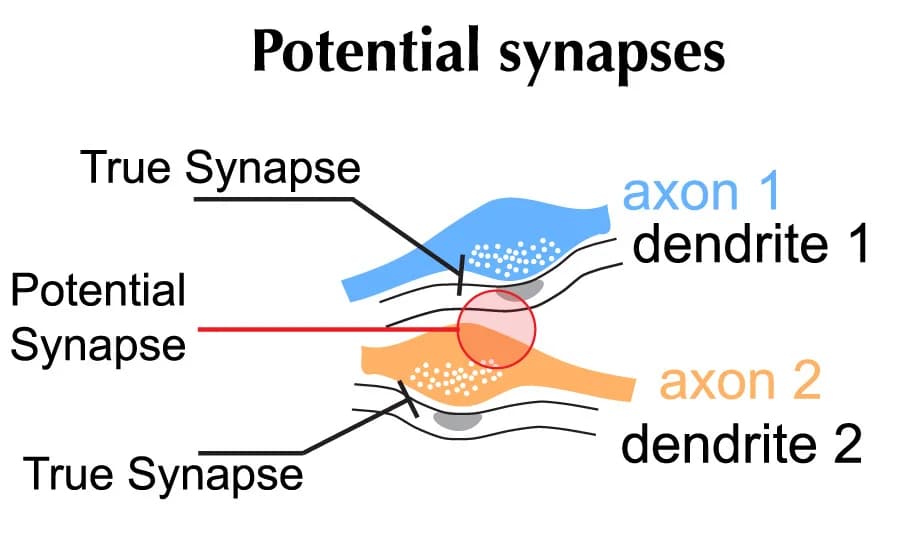 Open access visualization of Illustration, Synapses, Presynaptic Sites, Postsynaptic Sites