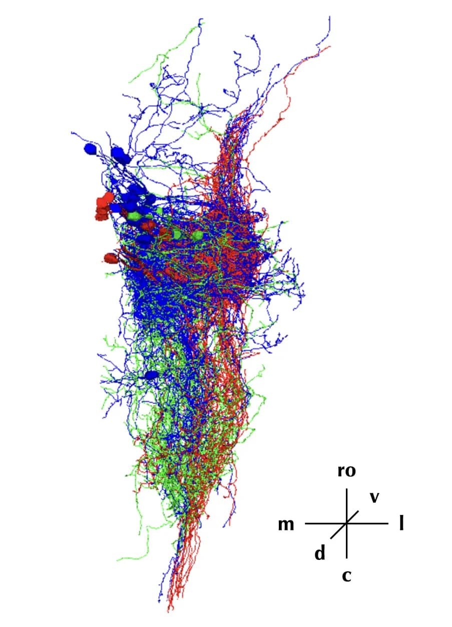 Open access visualization of Network, Pathway, Neurons, blockO1 Neurons, blockO2 Neurons