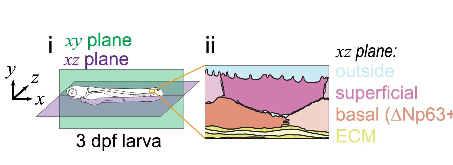 Open access visualization of Illustration, Zebrafish Larva, Sagittal Plane, Coronal Plane