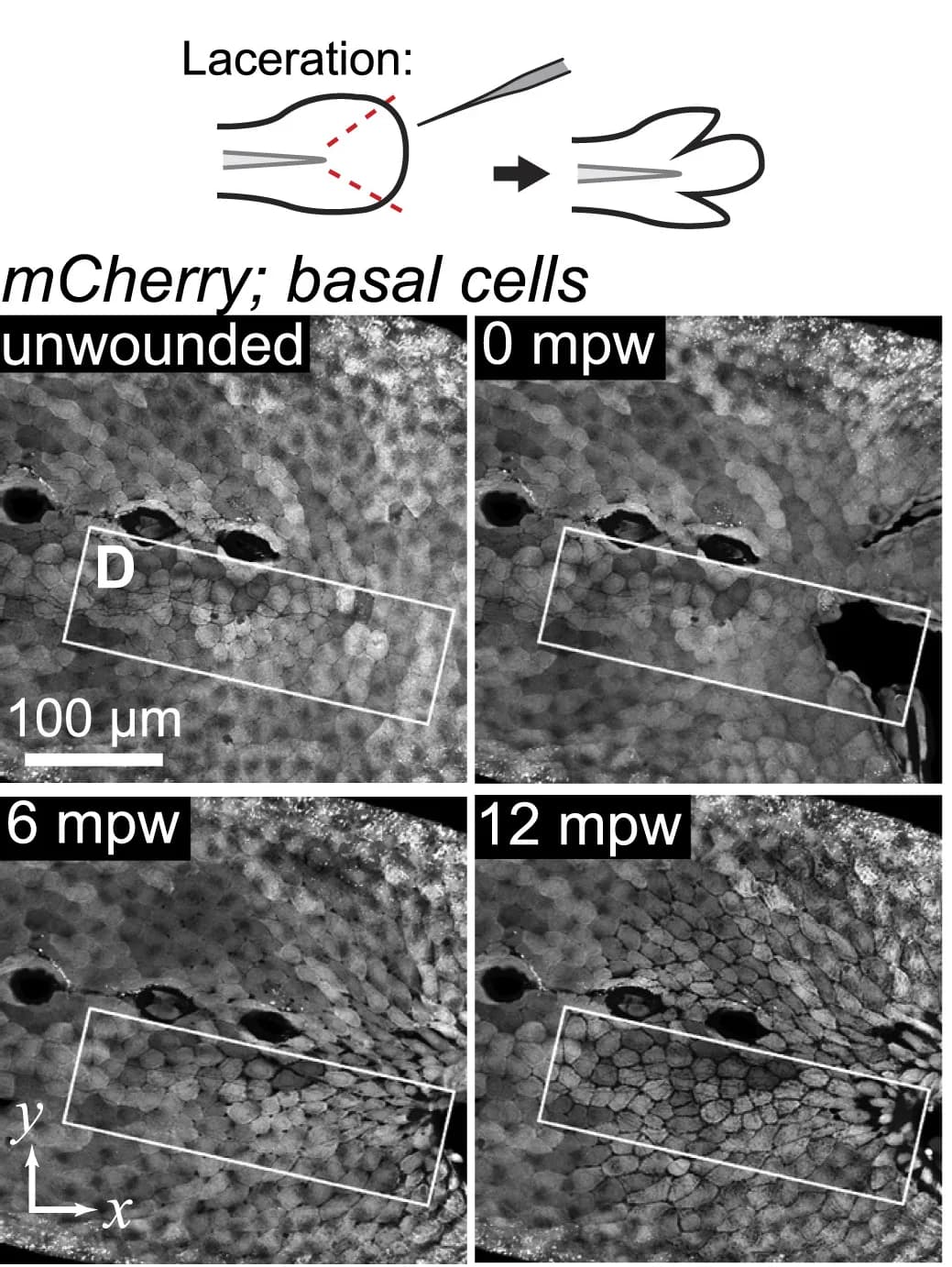 Open access visualization of Microscopy, Illustration, Maximum-Intensity Projections, Larva, Cytoplasmic mCherry