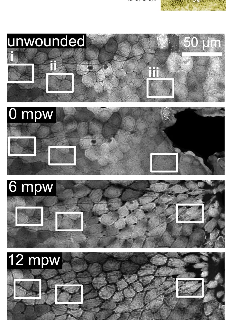 Open access visualization of Microscopy, Fissures, Basal Cells, Tricellular Junctions, Cell Migration