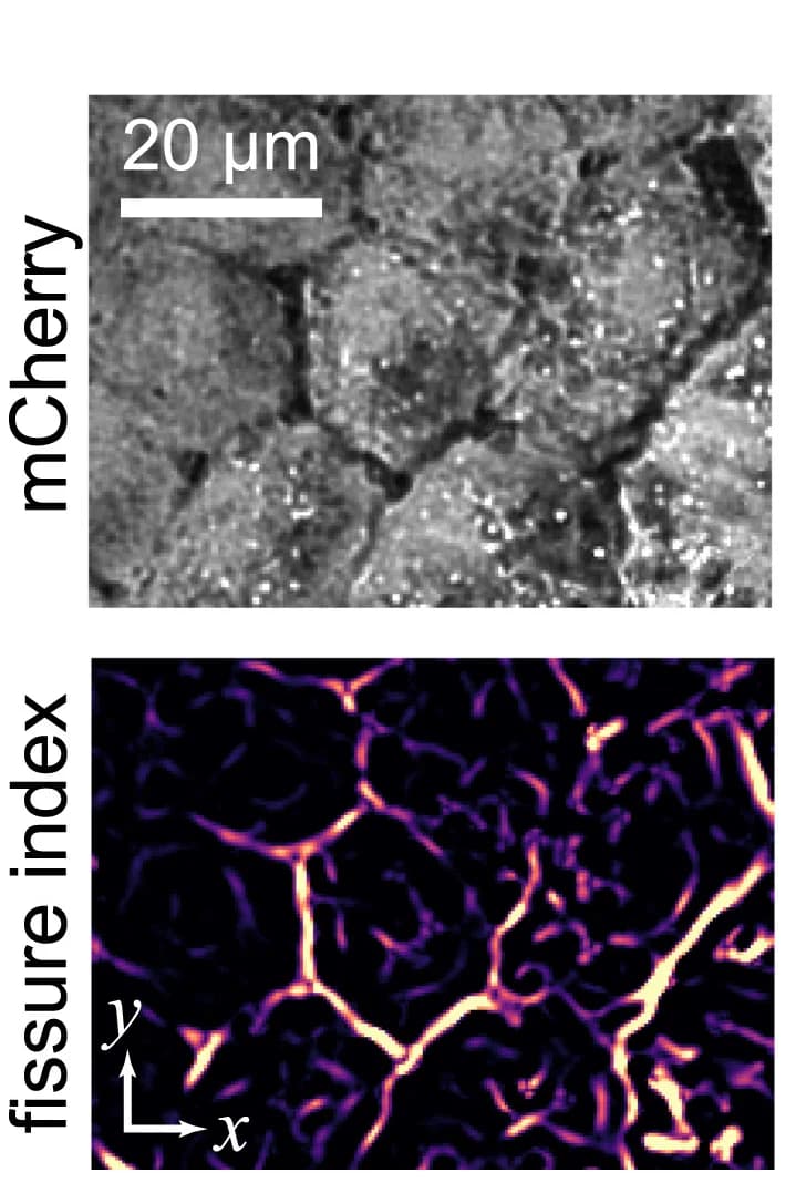 Open access visualization of Microscopy, Fissure Index, Basal Cells, mCherry Signal