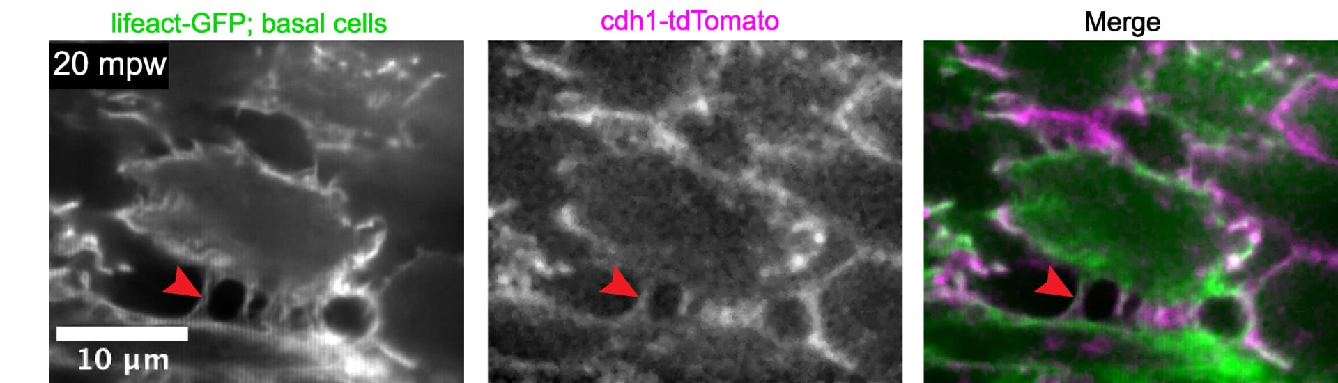 Open access visualization of Microscopy, Live Imaging, Basal Layer Cells, Larva, Lifeact-GFP