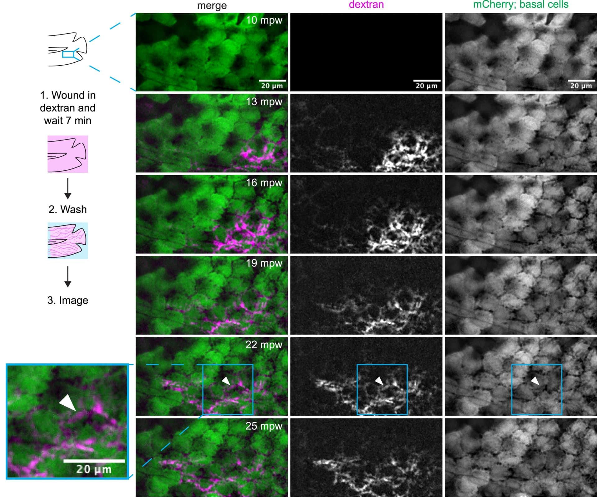 Open access visualization of Microscopy, Illustration, Experimental Workflow, Larva, TMR Dextran
