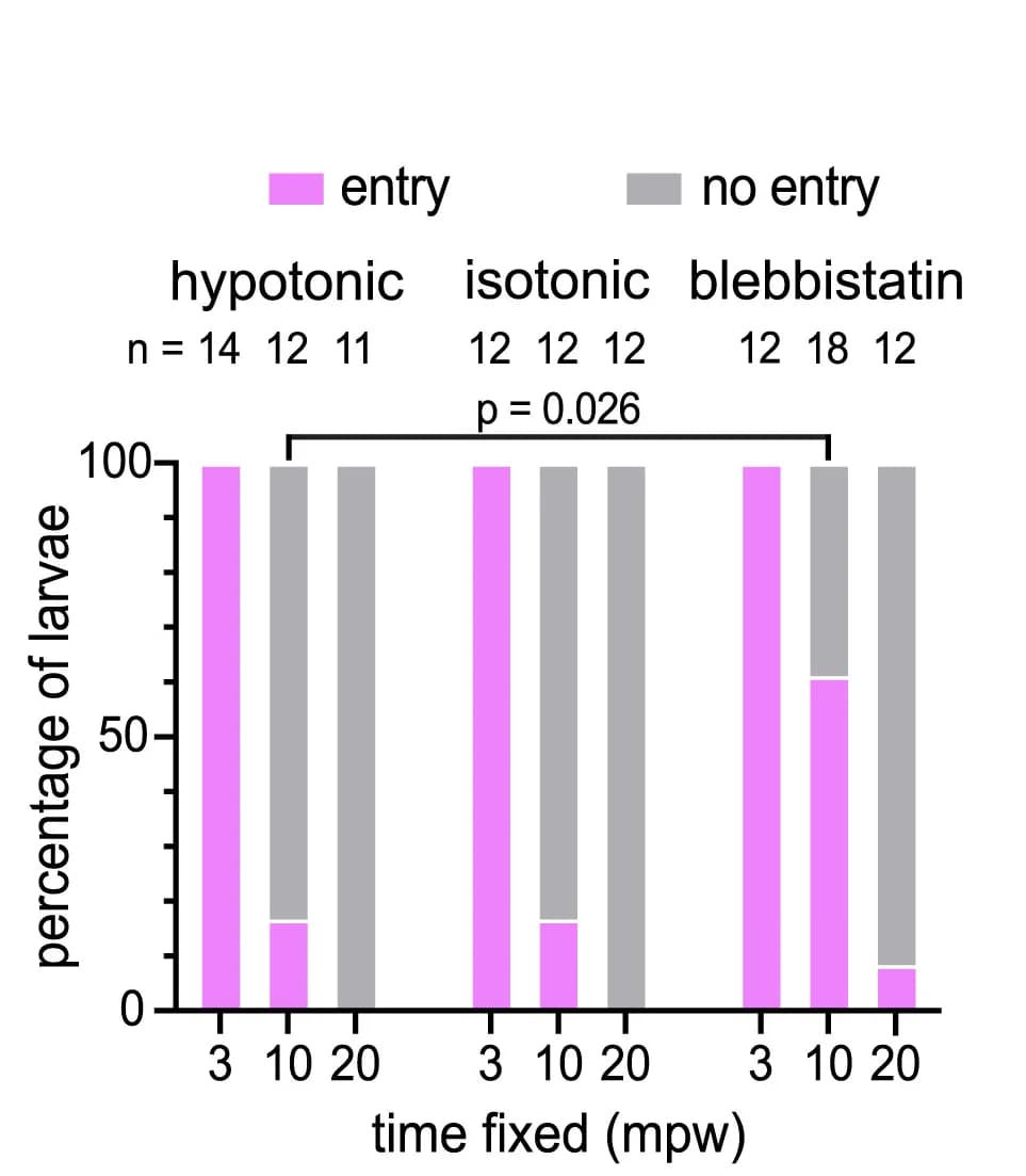 Open access visualization of Stacked Bar Plot, Larvae, Dextran Entry, Blebbistatin, Hypotonic Medium