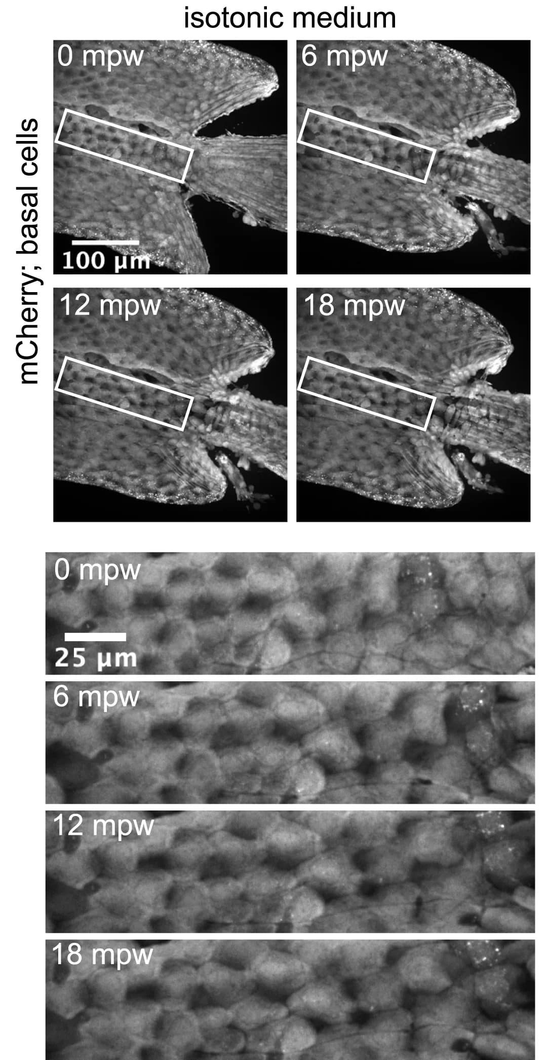 Open access visualization of Microscopy, Larva, Wound, Sorbitol