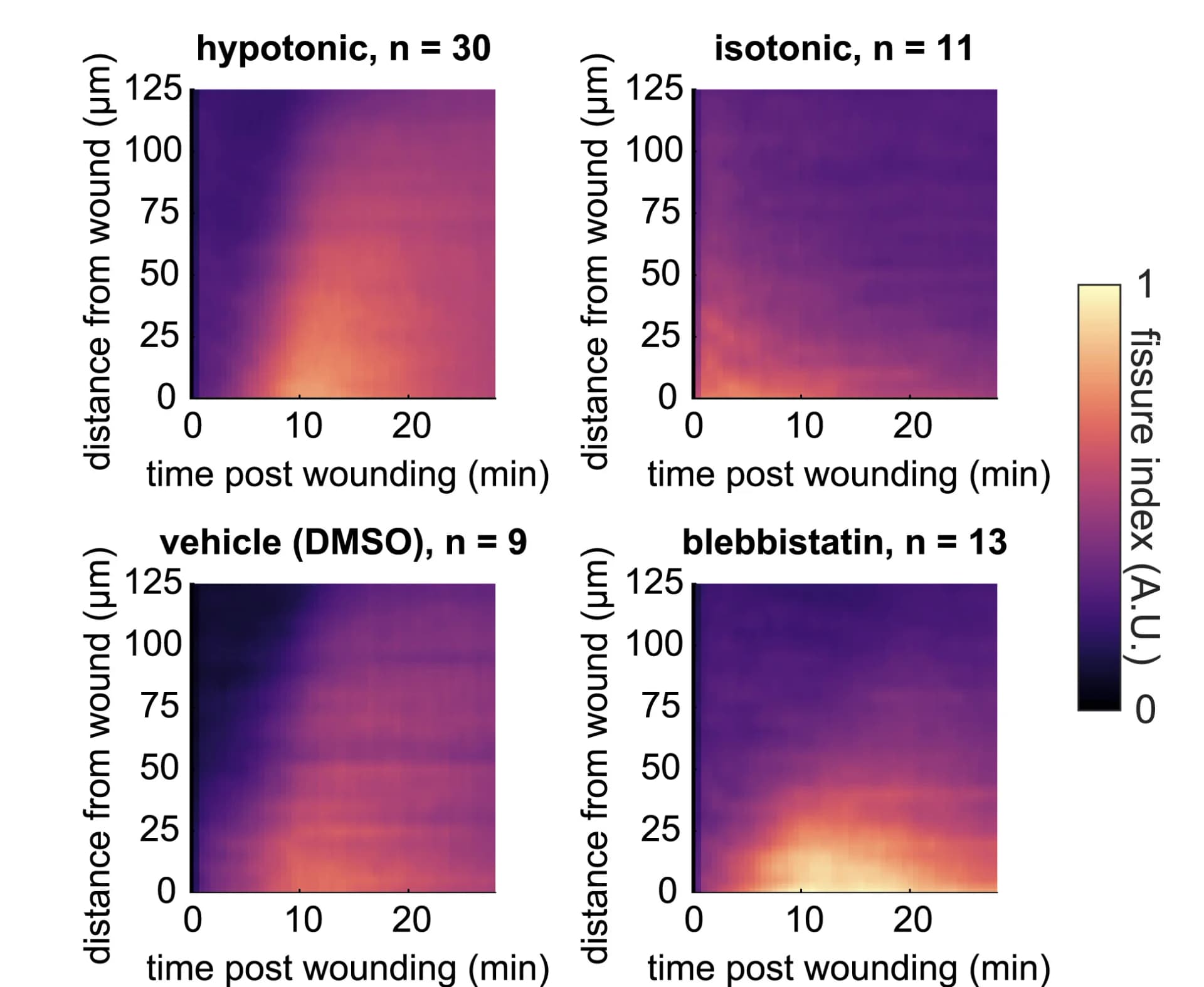 Open access visualization of Heatmap, Kymograph, Fissure Index, Larva, Wound