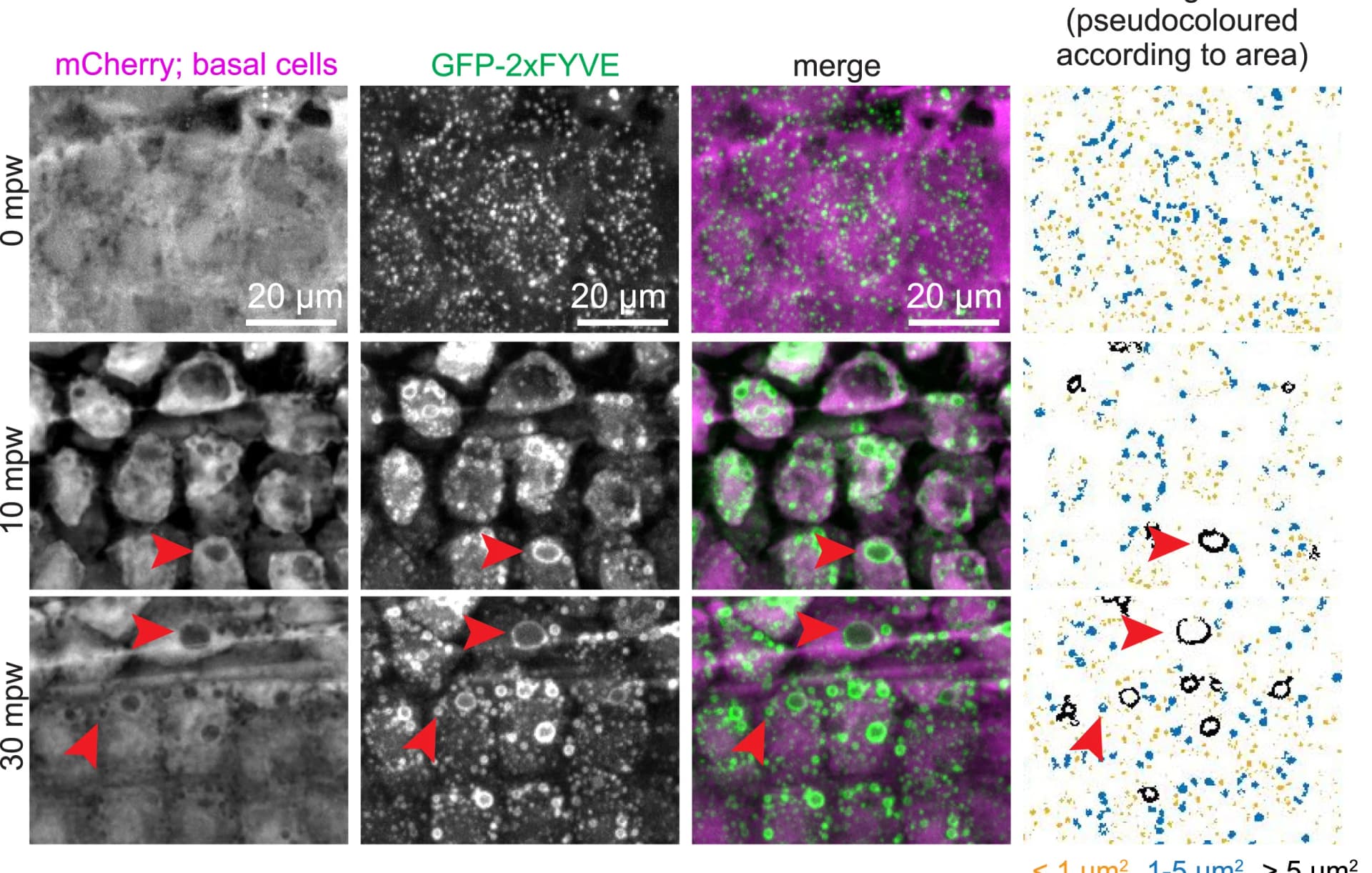 Open access visualization of Microscopy, Maximum-intensity Projections, Time Lapse, Larva, mCherry