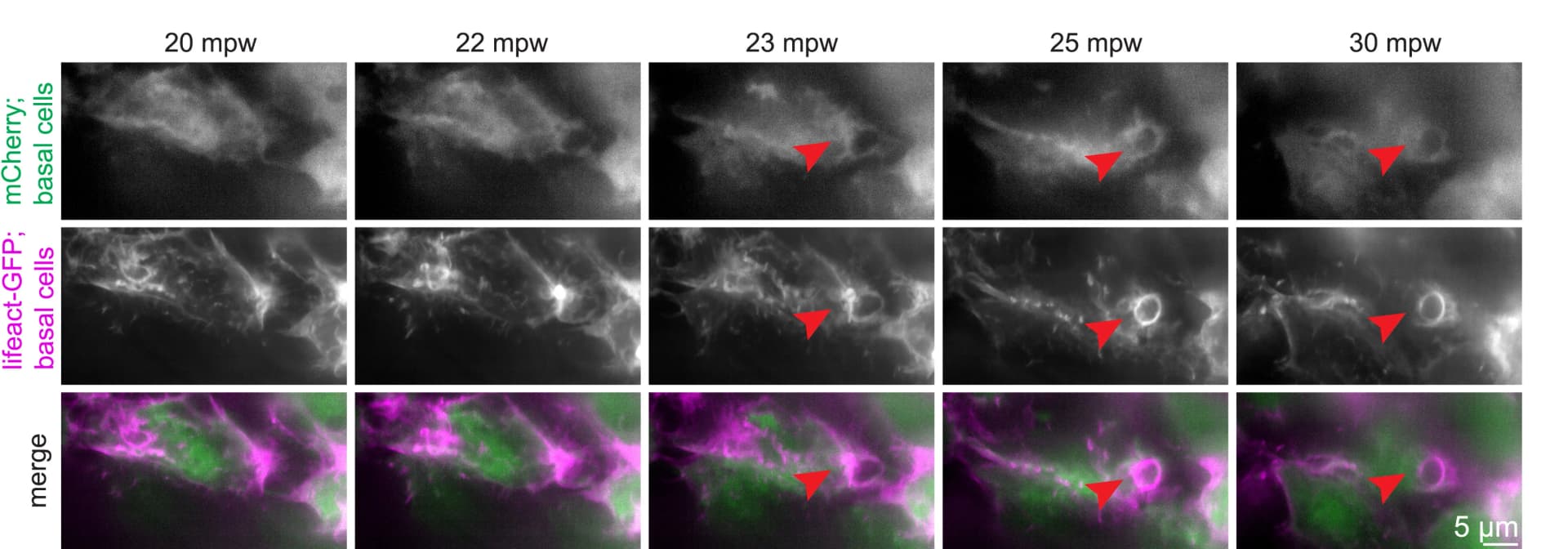 Open access visualization of Microscopy, Maximum-intensity Projections, Basal Layer Cells, Time Lapse, Larva