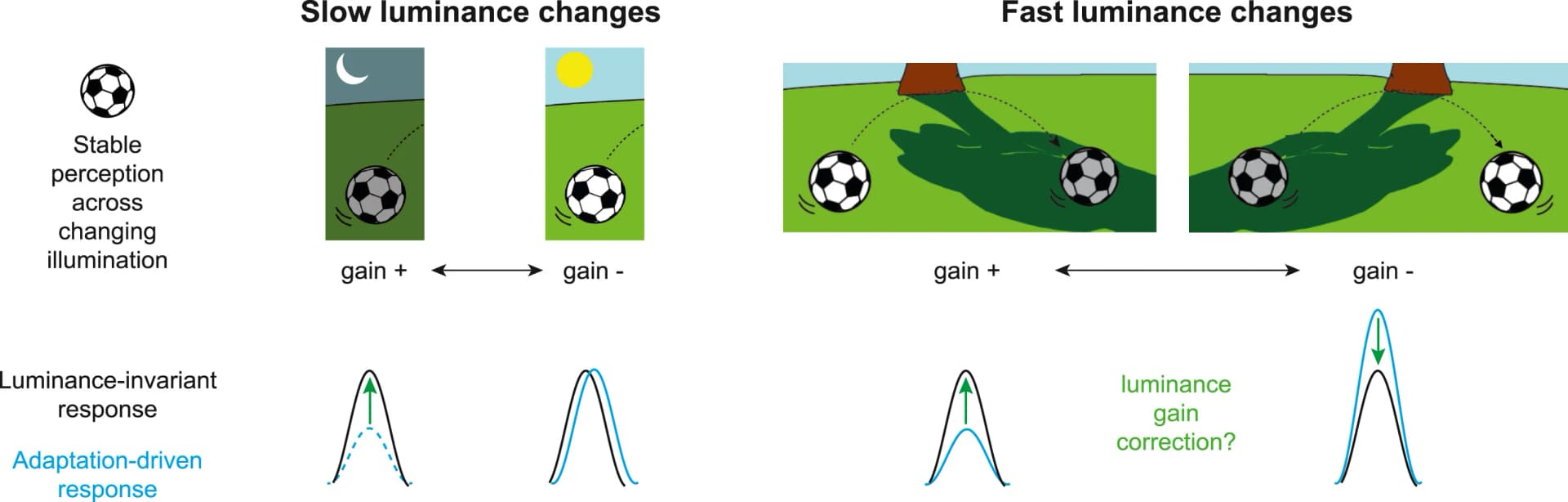 Open access visualization of Illustration, Luminance, Gain Control, Adaptation, Perception