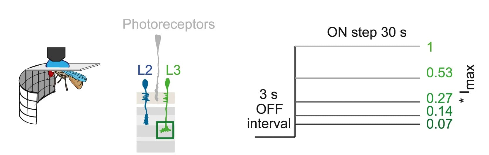 Open access visualization of Line Plot, Illustration, Calcium Imaging, L3 Axon Terminals, Light Intensity