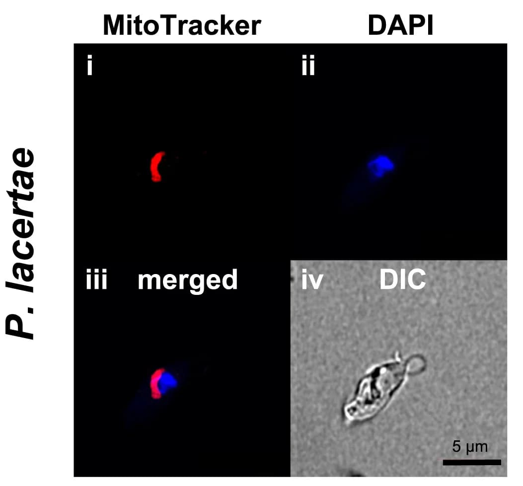 Open access visualization of Microscopy, Confocal Microscopy, P. lacertae, MitoTracker Deep Red, Mitochondrion-related Organelles
